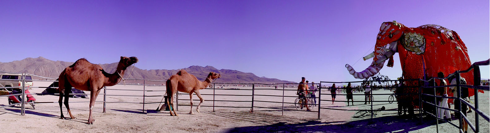 Camels Meet the Elephant