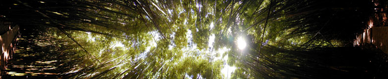 Bamboo Forest Canopy
