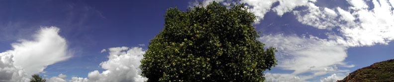 Monte Alban Flowering Tree