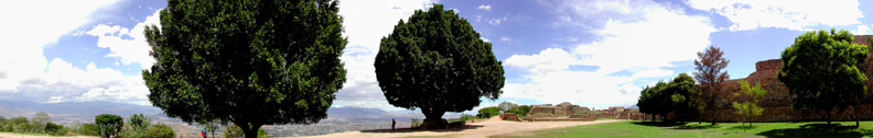 Monte Alban Trees