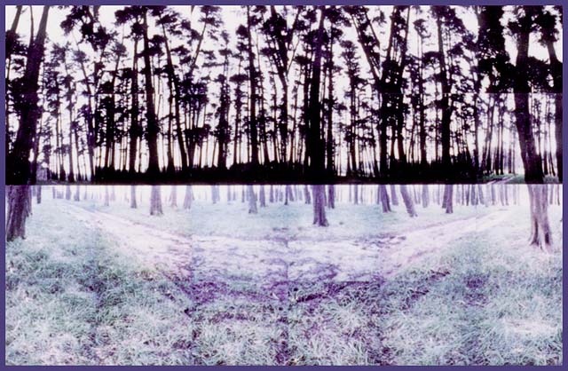 Silouette Woods